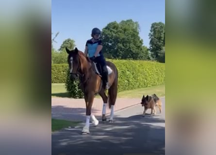 Oldenburgo, Caballo castrado, 5 años, 175 cm, Alazán