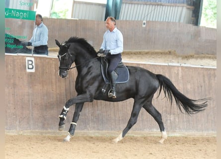 Oldenburgo, Caballo castrado, 5 años, 176 cm, Negro