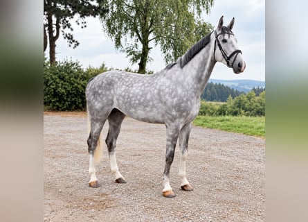 Oldenburgo, Caballo castrado, 5 años, 177 cm, Tordo rodado