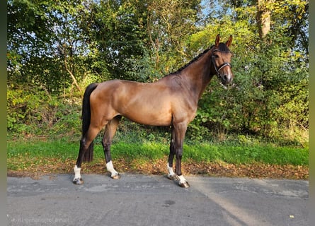 Oldenburgo, Caballo castrado, 5 años, 178 cm, Castaño