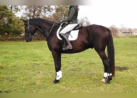 Oldenburgo, Caballo castrado, 5 años, 179 cm, Morcillo