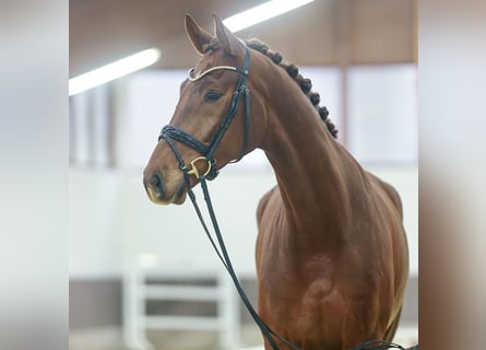 Oldenburgo, Caballo castrado, 5 años, Alazán-tostado