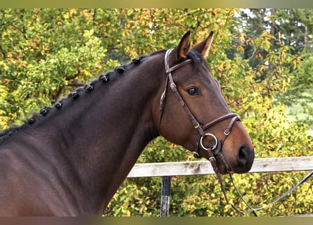 Oldenburgo, Caballo castrado, 5 años, Castaño