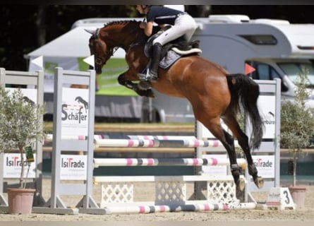 Oldenburgo, Caballo castrado, 5 años, Castaño