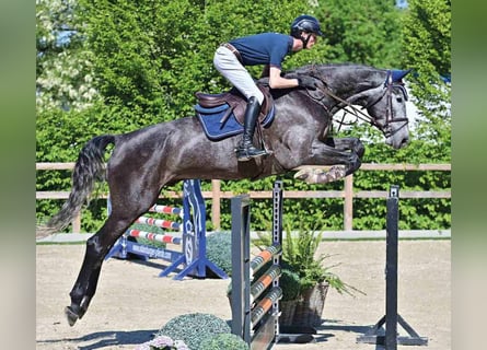 Oldenburgo, Caballo castrado, 5 años, White/Blanco