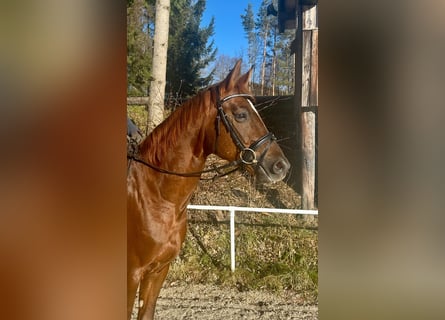 Oldenburgo, Caballo castrado, 6 años, 162 cm, Alazán