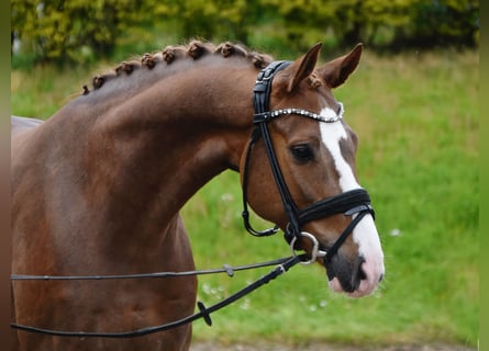 Oldenburgo, Caballo castrado, 6 años, 164 cm, Alazán-tostado
