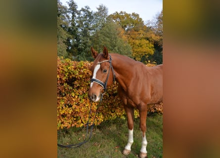 Oldenburgo, Caballo castrado, 6 años, 165 cm, Alazán