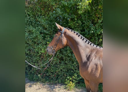 Oldenburgo, Caballo castrado, 6 años, 166 cm, Castaño
