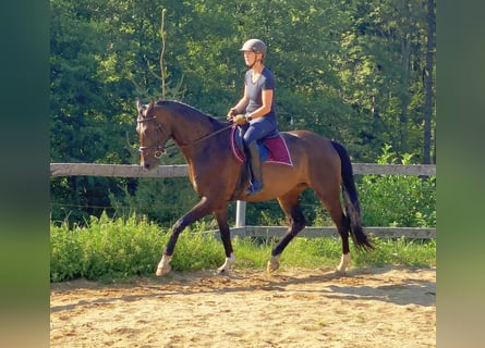Oldenburgo, Caballo castrado, 6 años, 167 cm, Castaño oscuro