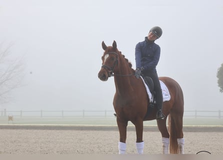 Oldenburgo, Caballo castrado, 6 años, 168 cm, Alazán