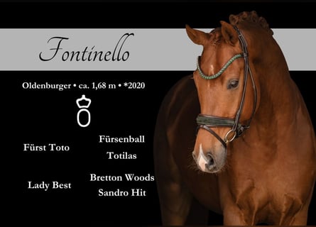 Oldenburgo, Caballo castrado, 6 años, 168 cm, Alazán