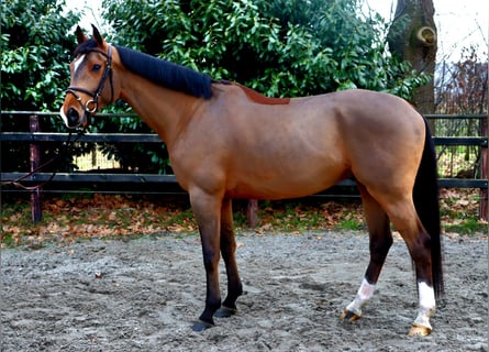 Oldenburgo, Caballo castrado, 6 años, 168 cm