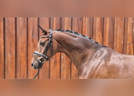 Oldenburgo, Caballo castrado, 6 años, 168 cm, Castaño