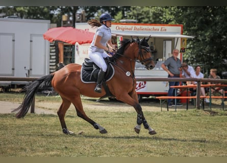 Oldenburgo, Caballo castrado, 6 años, 168 cm, Castaño