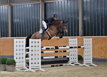 Oldenburgo, Caballo castrado, 6 años, 168 cm, Castaño