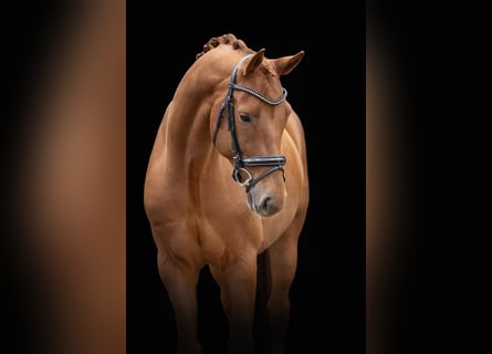 Oldenburgo, Caballo castrado, 6 años, 169 cm, Alazán-tostado