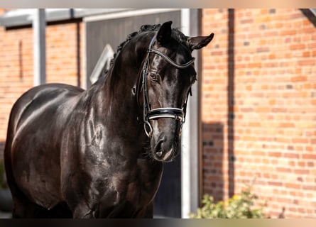 Oldenburgo, Caballo castrado, 6 años, 169 cm, Negro