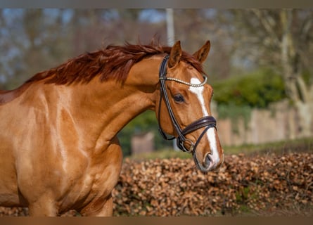 Oldenburgo, Caballo castrado, 6 años, 170 cm, Alazán