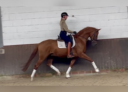 Oldenburgo, Caballo castrado, 6 años, 170 cm, Alazán