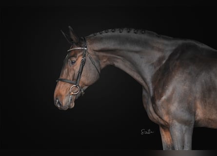 Oldenburgo, Caballo castrado, 6 años, 170 cm