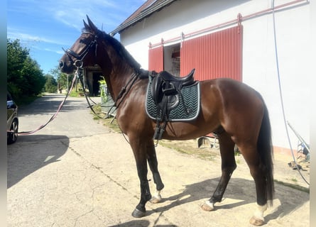 Oldenburgo, Caballo castrado, 6 años, 170 cm, Castaño