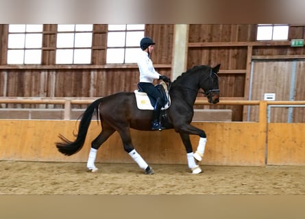 Oldenburgo, Caballo castrado, 6 años, 170 cm, Castaño oscuro