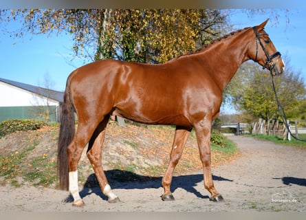 Oldenburgo, Caballo castrado, 6 años, 171 cm, Alazán