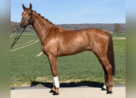 Oldenburgo, Caballo castrado, 6 años, 172 cm, Alazán