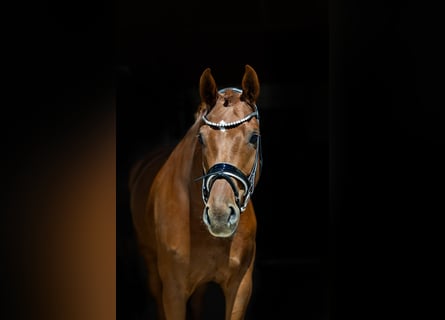 Oldenburgo, Caballo castrado, 6 años, 172 cm, Alazán