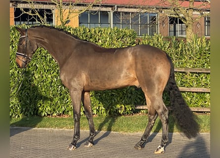 Oldenburgo, Caballo castrado, 6 años, 172 cm, Castaño