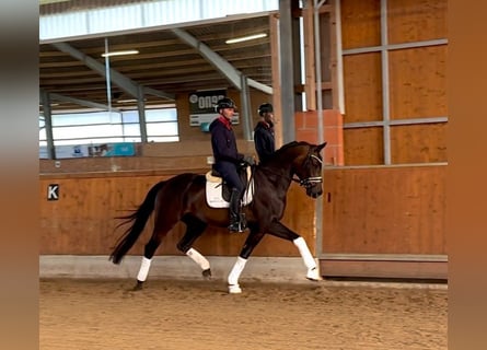 Oldenburgo, Caballo castrado, 6 años, 172 cm, Castaño