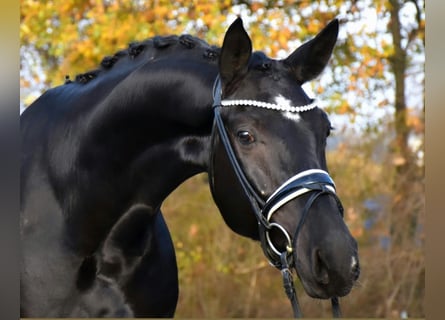 Oldenburgo, Caballo castrado, 6 años, 173 cm, Negro