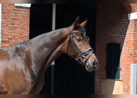 Oldenburgo, Caballo castrado, 6 años, 174 cm, Castaño