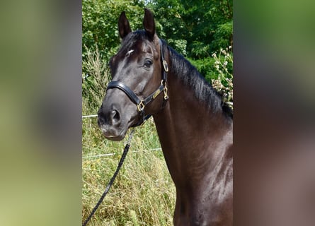 Oldenburgo, Caballo castrado, 6 años, 174 cm, Negro