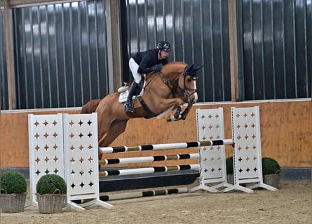 Oldenburgo, Caballo castrado, 6 años, 175 cm, Alazán