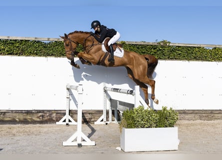 Oldenburgo, Caballo castrado, 6 años, 175 cm