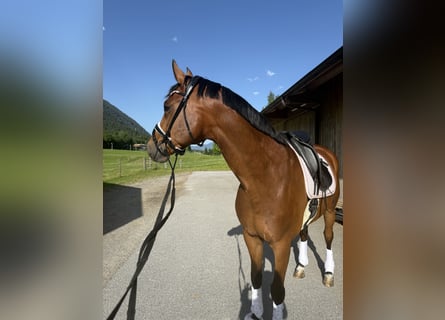 Oldenburgo, Caballo castrado, 6 años, 175 cm, Castaño