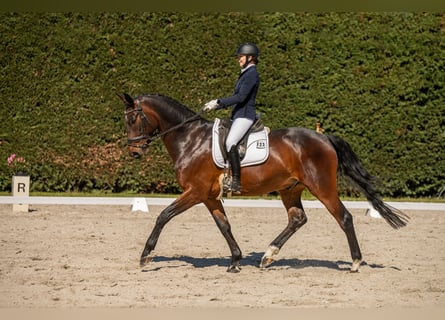 Oldenburgo, Caballo castrado, 6 años, 175 cm, Castaño oscuro