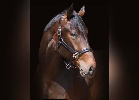Oldenburgo, Caballo castrado, 6 años, 184 cm, Castaño oscuro