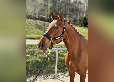 Oldenburgo, Caballo castrado, 6 años, Alazán