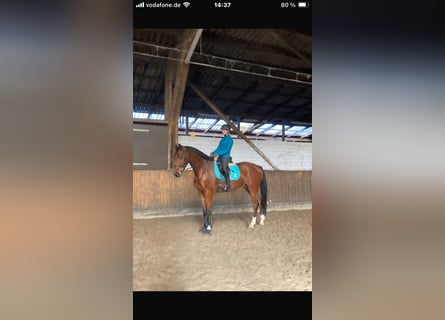 Oldenburgo, Caballo castrado, 6 años, Castaño