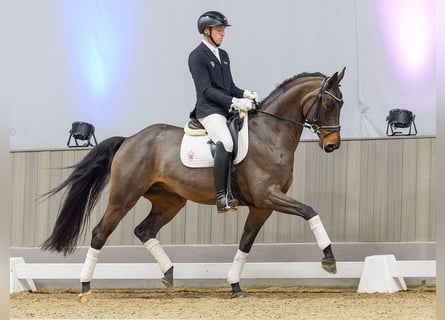 Oldenburgo, Caballo castrado, 6 años, Castaño