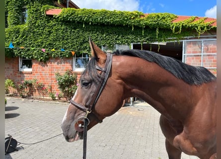 Oldenburgo, Caballo castrado, 6 años, Castaño rojizo