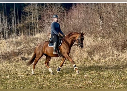 Oldenburgo, Caballo castrado, 7 años, 162 cm, Alazán