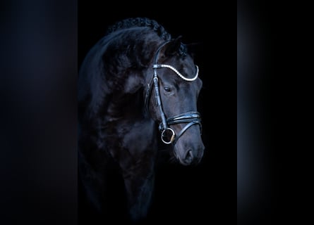 Oldenburgo, Caballo castrado, 7 años, 164 cm, Negro