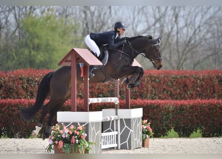 Oldenburgo, Caballo castrado, 7 años, 166 cm, Castaño oscuro