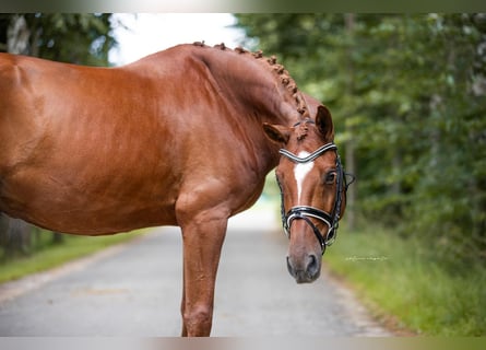 Oldenburgo, Caballo castrado, 7 años, 167 cm, Alazán