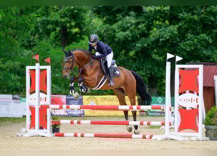 Oldenburgo, Caballo castrado, 7 años, 167 cm, Castaño