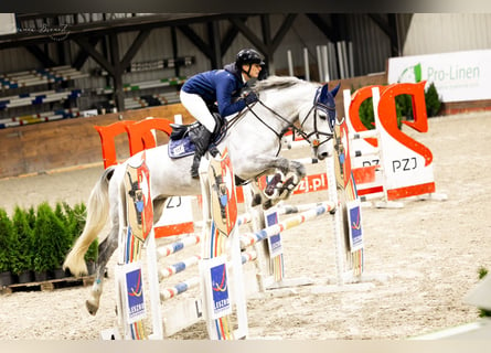 Oldenburgo, Caballo castrado, 7 años, 167 cm, Tordo